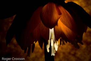 fritillary