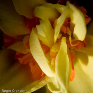 double daff