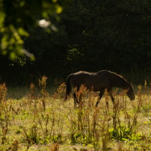 Horse in the field