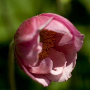 Japanese Anemonea