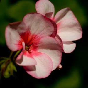 geranium