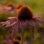 Echinacea and the Tamar Echinacea and the Tamar