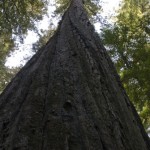 Redwoods