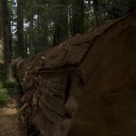 Redwoods