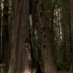 Redwoods