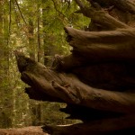 Redwoods