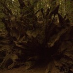 Redwoods