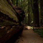 Redwoods