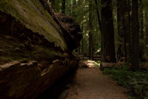 Redwoods