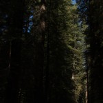 Redwoods