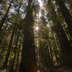 Redwoods