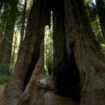 Redwoods