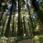 Redwoods
