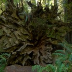 Redwoods