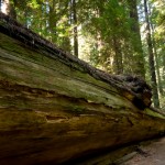 Redwoods