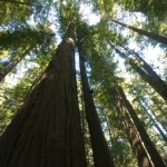 Redwoods