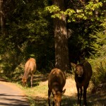 Wild Elk