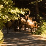 Wild Elk