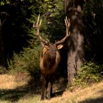 Wild Elk