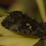 _D242686