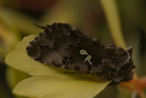 _D242686