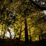 woods