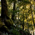 old woods