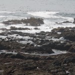 Sea Lions