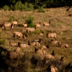 Elk