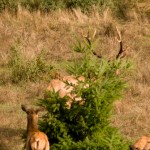 Elk