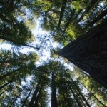 Redwoods