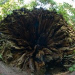 Redwoods