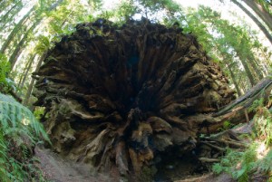 Redwoods