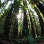Redwoods
