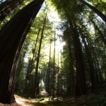 Redwoods