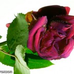 ightbox_rose_D244533 Rose