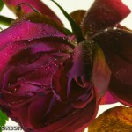 Lightbox_rose_D244539 Rose on lightbox