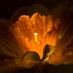 _D245518