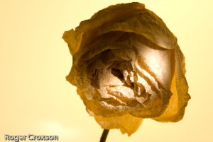 Flowers-Jan-2012-244587