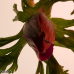 Flowers-Jan-2012-244682 Flowers-Jan-2012-244682