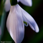 Flowers-Jan-2012-244963 Flowers-Jan-2012-244963