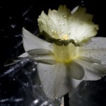 _D245888