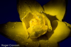 _D246110