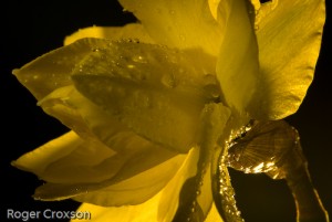 _D246132