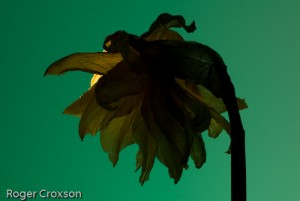 _D246268