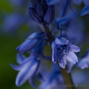 _D247184