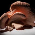 Fungi