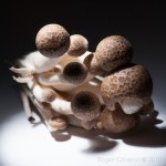 Fungi