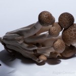 Fungi
