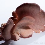 Fungi
